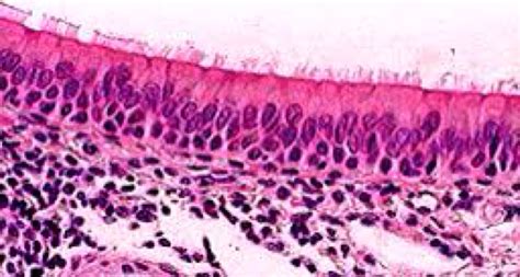 Simple Squamous Epithelial Tissue Under Microscope