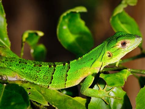 Green Lizard Costa Rica Wildlife Costa Rica