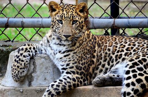 Animal central kalimantan helloindonesia indonesia indonesian kalimantan nature news travel. Indonesian Zoo Animals in Lockdown Depend on Donations - Service Animal Registry of ...