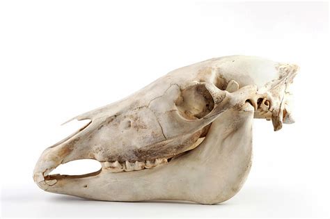 Horse Skull Photograph By Ucl Grant Museum Of Zoology Fine Art America