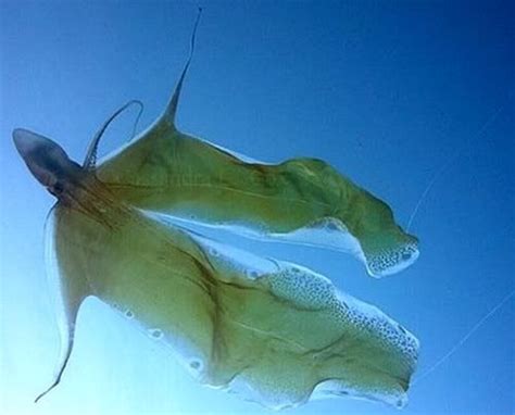 Blanket Octopus Mating Blanket Octopus Sea Creatures Octopus