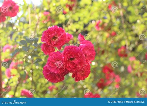 Climbing Rose Raspberry Color In The Garden Stock Image Image Of