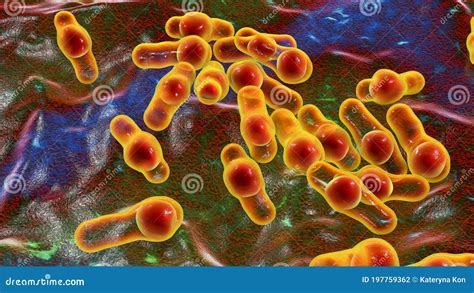 Spore Forming Bacteria Clostridium Stock Illustration Cartoondealer