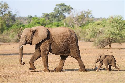 The first mammals were small and evolved at about the same time as the dinosaurs, 220 million years ago. What Is A Placental Mammal? - WorldAtlas.com