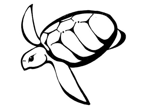 Free Turtle Outline Download Free Turtle Outline Png Images Free