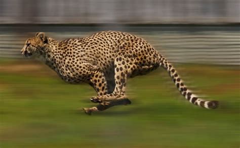The Fastest Running Animal On Earth 120 Kilometers Per Hour ~ Viyura