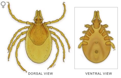 Tick Insect Png Isolated Transparent Hd Photo Png Mart