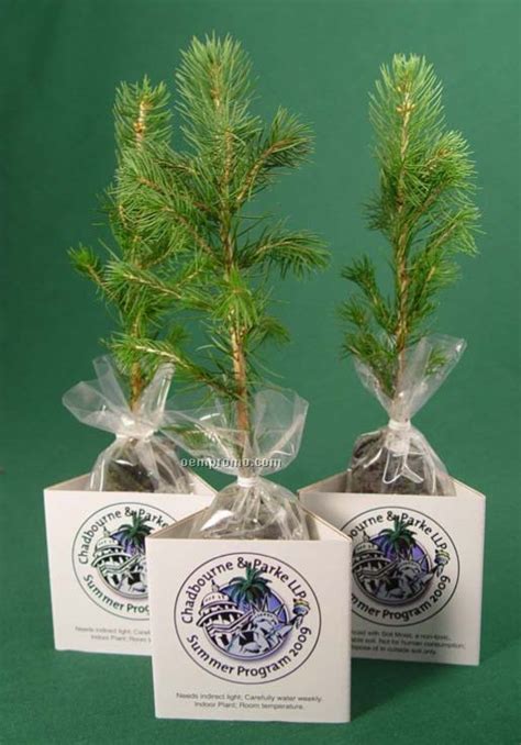 2 Colorado Blue Spruce Seedlings W 3 Sided Containerchina Wholesale 2