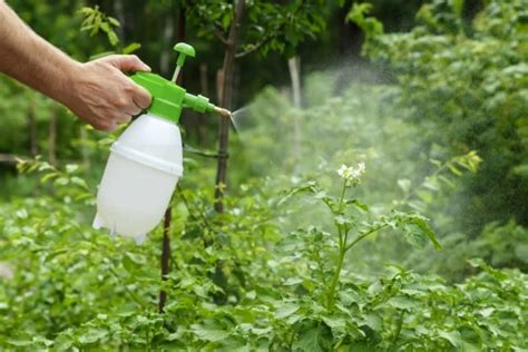 Insecticidas Naturales Ecol Gicos Para Plantas Para Hacer En Casa