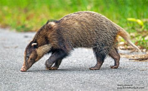 Hog Badger Arctonyx Collaris A Photo On Flickriver