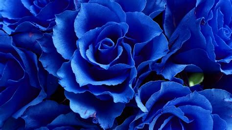 Closeup View Of Bunch Of Blue Rose Flowers Hd Blue Aesthetic Wallpapers