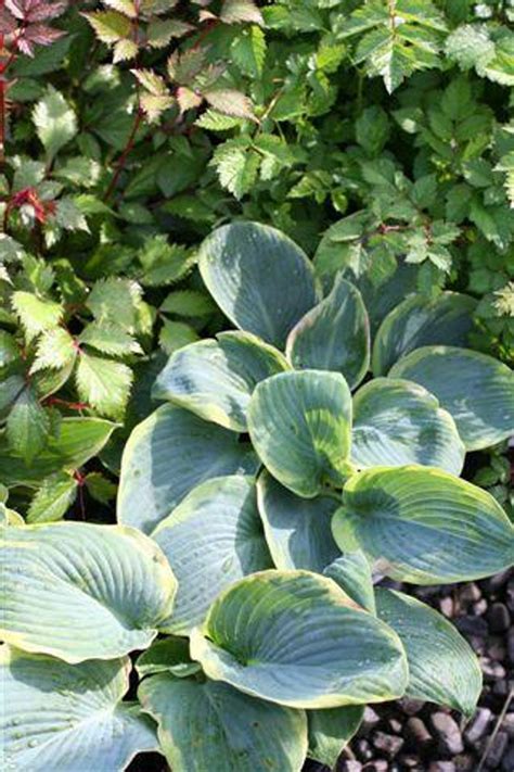 Hosta Sieboldiana Frances Williams Devil Mountain Wholesale Nursery