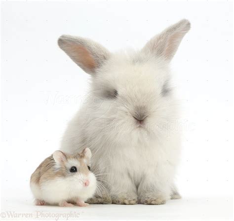 Cute Baby Bunny And Roborovski Hamster Photo Cute Baby