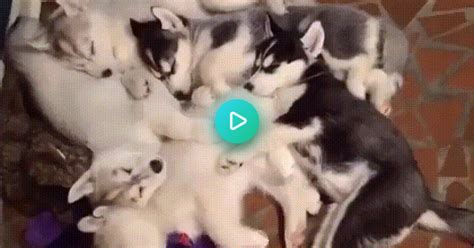 Aww Mom Just Five More Minutes  On Imgur