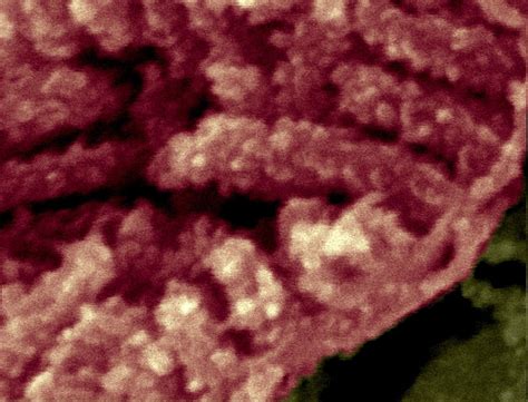 Enzyme complexes on mitochondrial cristae | Wellcome ...