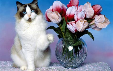 White cat smelling flower by navistock on deviantart. Cat wanting to touch the tulips HD desktop wallpaper ...