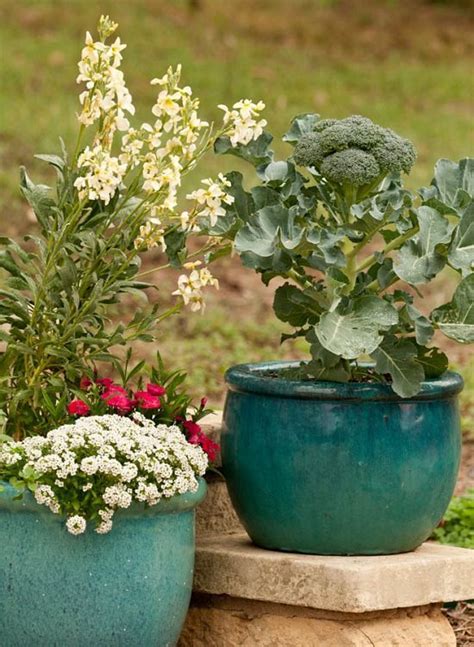 Growing Broccoli In Pots How To Grow Broccoli In Pots