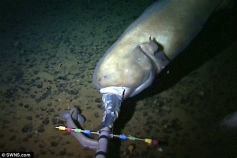New Record For Worlds Deepest Fish Set But Can Anything Live Lower