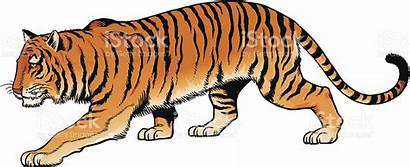 Tiger Clipart Siberian Stalking Vector Illustration Clip