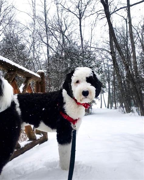 Sheepadoodle The Old English Sheepdog Poodle Mix Breed Poodle Mix