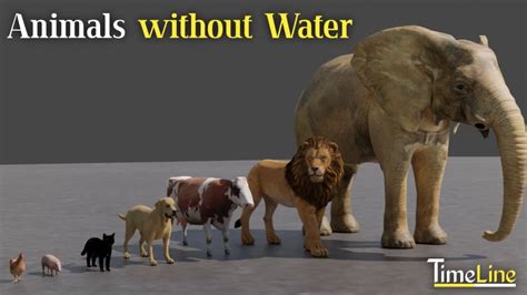 Animals Can Survive Without Water For How Long Timeline Youtube