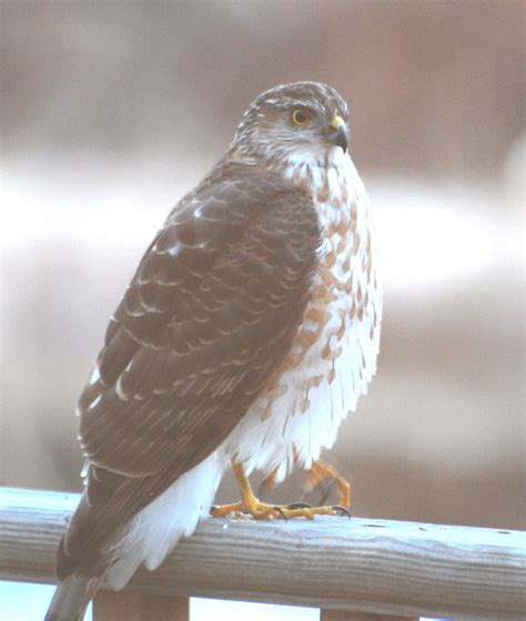 Dsc A Sharp Shinned Hawk At Luis Lopez Socorro Co N Flickr