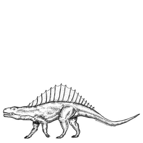 Dimetrodon Dinosaur Drawing By Karl Addison Fine Art America