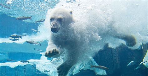 Polar Bears Educational Resources Seaworld Polar Bear Polar