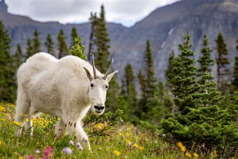 Mountain Goats And Bighorn Sheep Battle In Climate Crisis New Study Shows