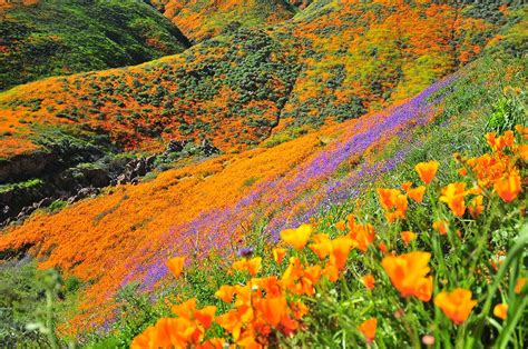 The 2019 rankings for writing is now official. Flower Power! Lake Elsinore Reopens Poppy Fields Amid ...