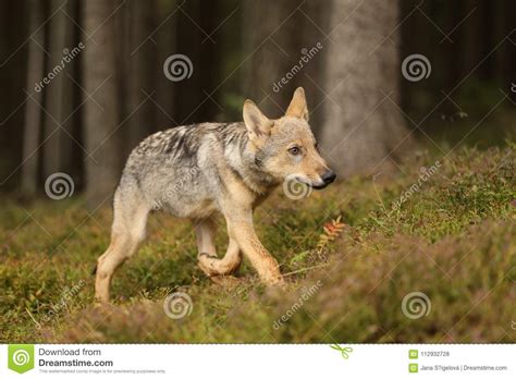 Young Eurasian Wolf Walk In Forest Canis Lupus Stock Photo Image Of