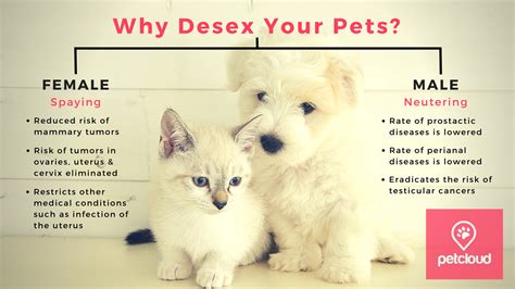 Is Desexing Your Pet Worth It Cost Vs Benefits Blog Petcloud