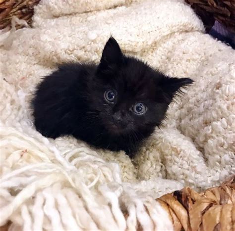What This Little Kitten Does Is So Cute It Will Make You Go A In A