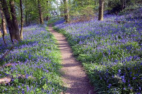 Dorset Bluebells Bluebells Nature Fields