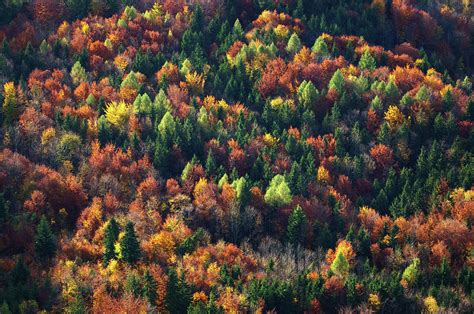 Aerial View Of Autumn Trees In Forest By Coberschneider