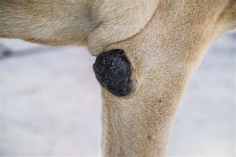 How Can I Get Rid Of My Dogs Elbow Calluses Advice Guidance And