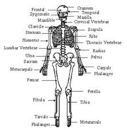 They are called the major or vital organs of your body. Diagram - Skeletal System