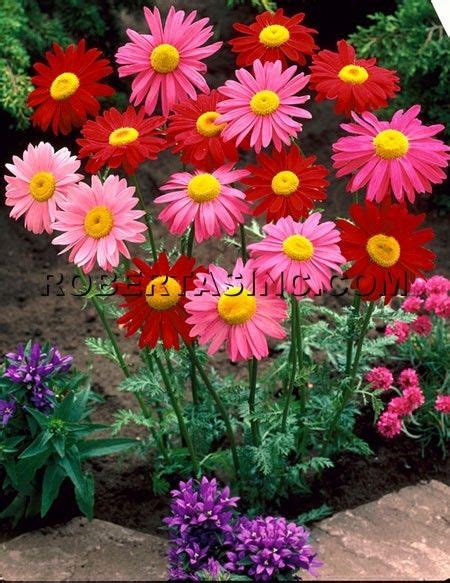 At bedner's, we grow three greenhouses full of a huge selection of perennials, including multiple crops through the season to ensure a continuous, fresh supply from spring to fall. Image detail for -False Gerber Painted Daisy 6 pc. - Full ...