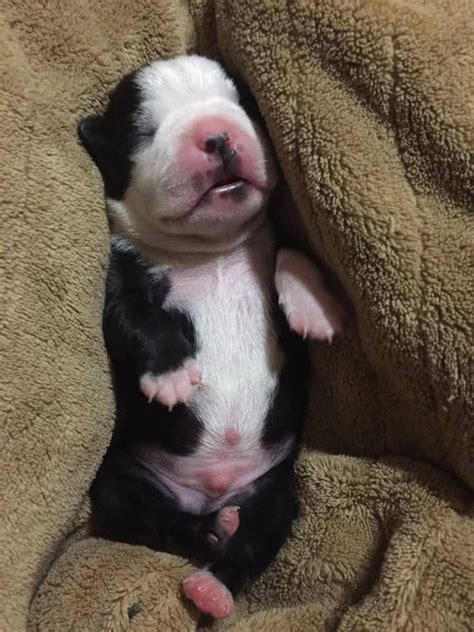 10 Pictures Of Newborn Boston Terrier Dogs Baby Boston Terriers