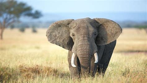 Interesting Facts About The African Elephant Petculiars