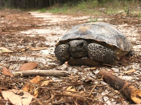 Georgias ‘iconic Gopher Tortoises Dont Need Endangered Species