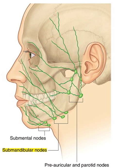 Easy Notes On 【submandibular Lymph Nodes】learn In Just 3 Mins Earth