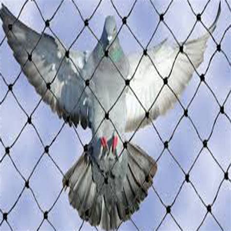 Pigeon Netting Services In Pune Idealbirdnetting