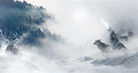 Hd Wallpaper Three White Wolves Wolf Snow Animals Nature Group Of