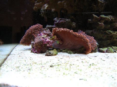 Ricordea Forming New Head Tank Shots Nano Reef Community