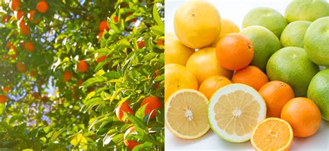 All About California Citrus Fruits