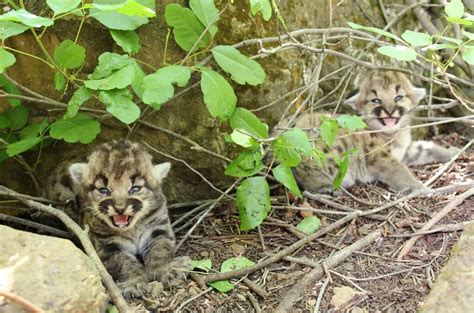 Adorable Baby Mountain Lions Spotted In California Mountains See The