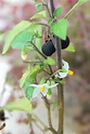 Solanum nigrum subsp. nigrum - Pallano