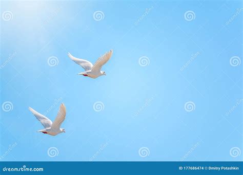 Two White Doves Fly In A Clear Blue Sky Stock Photo Image Of Bird