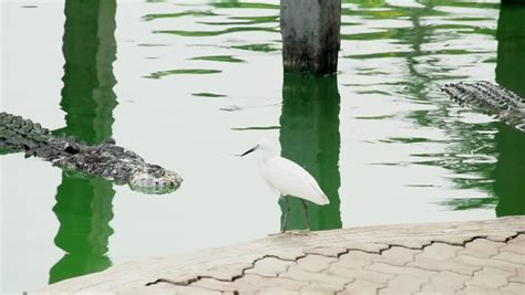 Landscape With Alligators And Heron At Everglades National Park